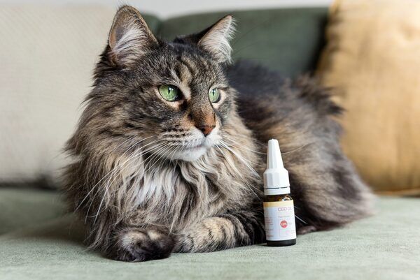 CBD and Cats: How to Know If It's Safe? - Natupet